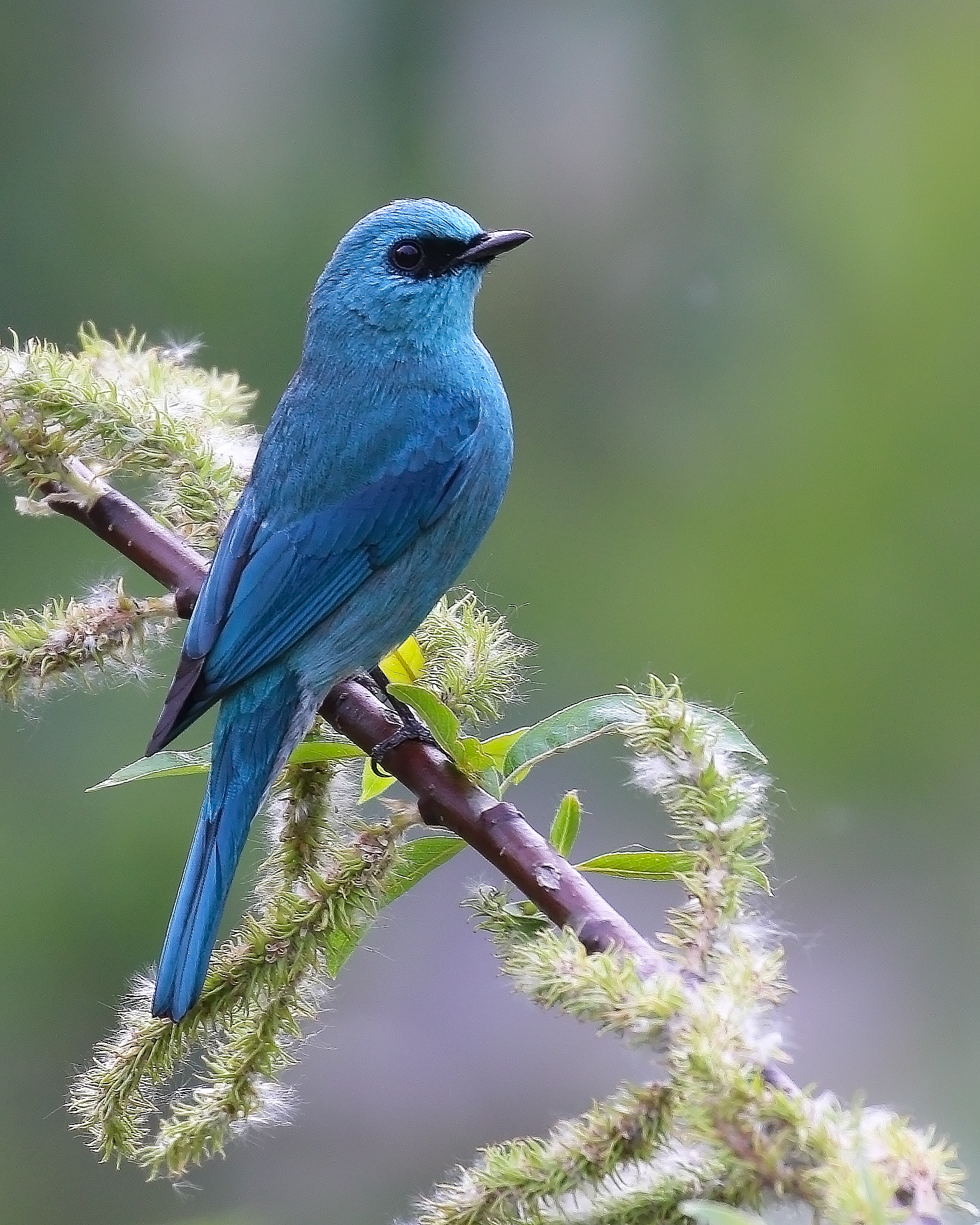 Verditer Flycatcher